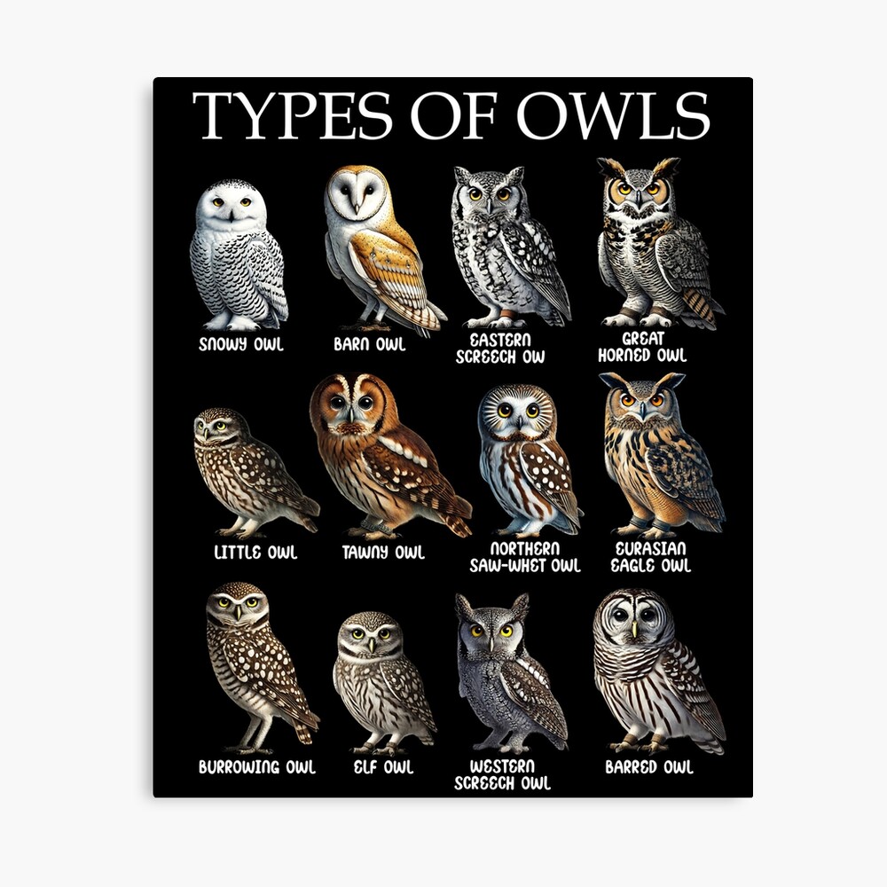 Types of Owls Bird Watching Birdwatching Watcher Birding Ornithologist Poster