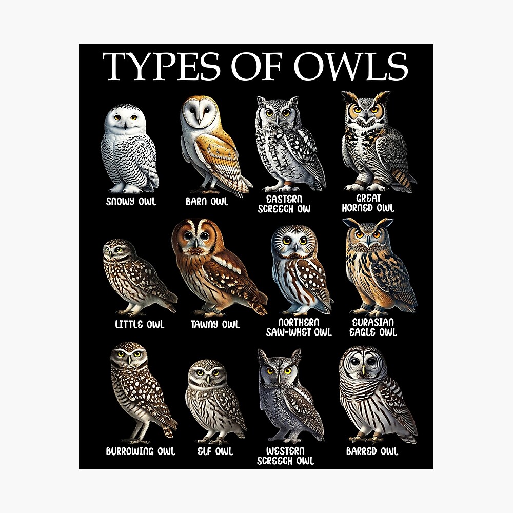 Types of Owls Bird Watching Birdwatching Watcher Birding Ornithologist Poster