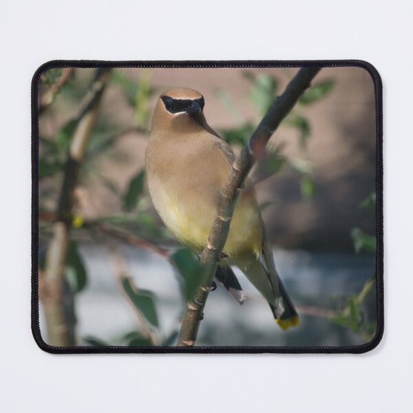 Item preview, Cedar Waxwing designed and sold by Halobrianna.