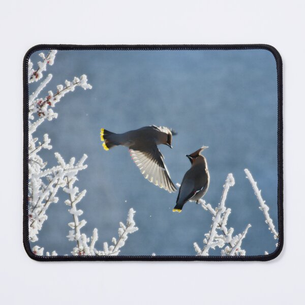 Item preview, Bohemian waxwings designed and sold by Halobrianna.