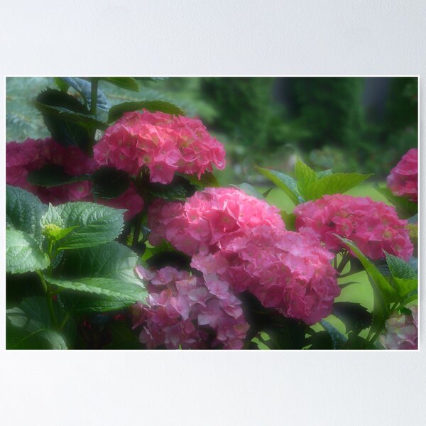 Item preview, Hydrangea designed and sold by Halobrianna.