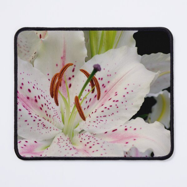 Item preview, Oriental lily designed and sold by Halobrianna.