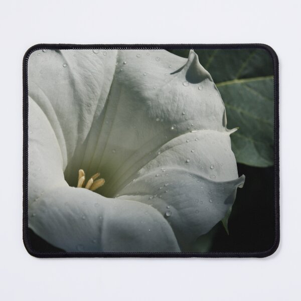 Item preview, Datura Trumpet flower designed and sold by Halobrianna.