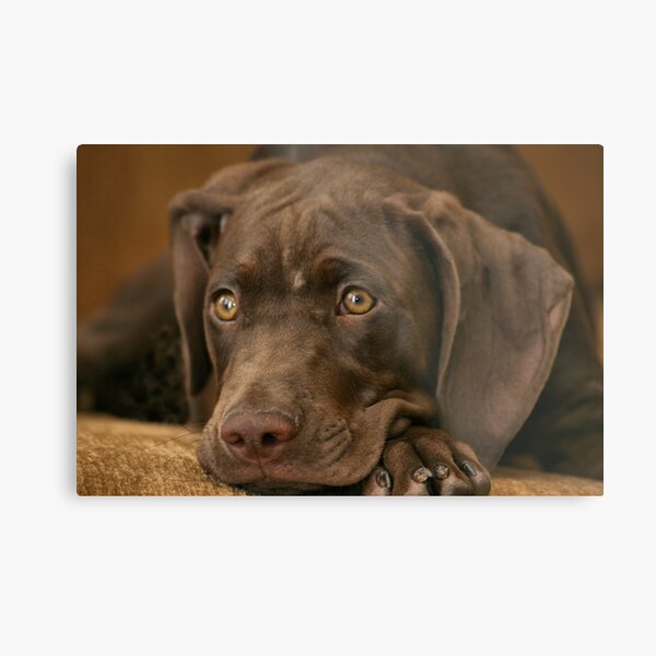 Gizmo Metal Print