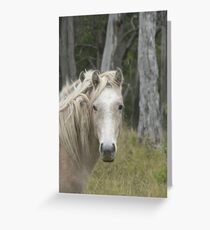 Wild Pony Filly - close up Greeting Card