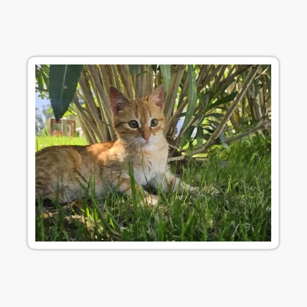 Ginger cat Sticker