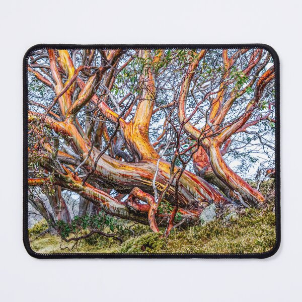 Item preview, Snow Gum designed and sold by Peter Hocking.