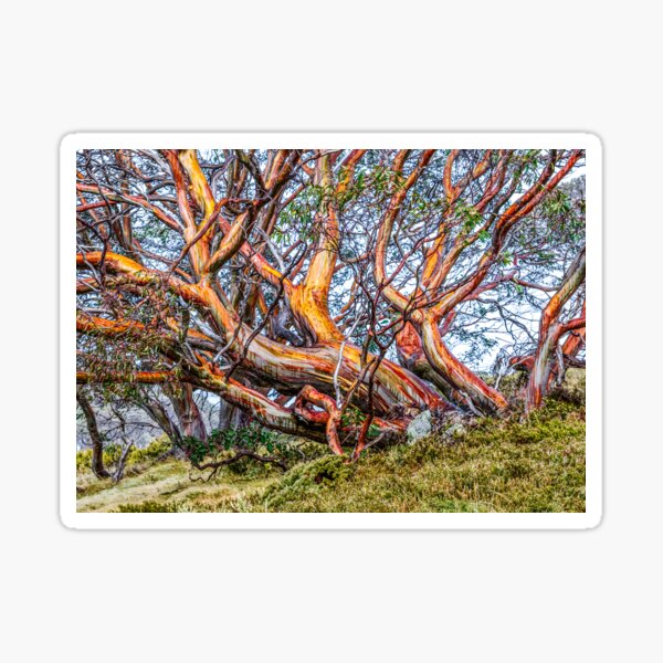 Item preview, Snow Gum designed and sold by Peter Hocking.