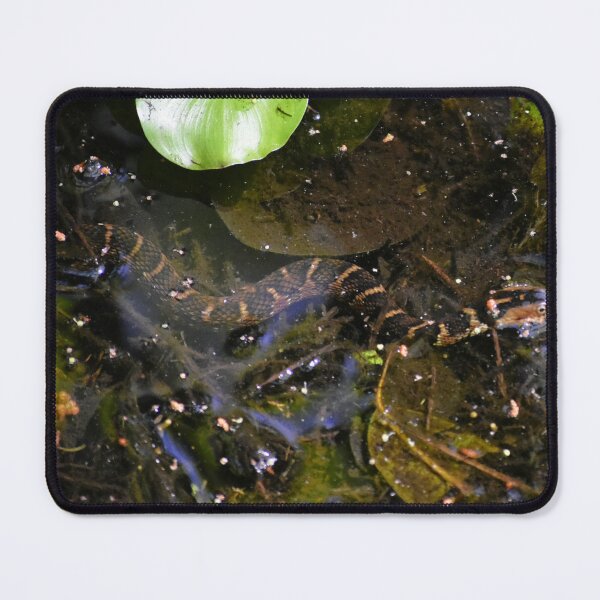 Item preview, Banded Water Snake designed and sold by MercerImages.