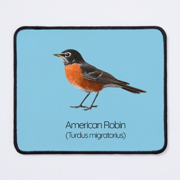 Item preview, American Robin | The Harbinger of Spring and Melodious Dawn designed and sold by The Digital Compass.