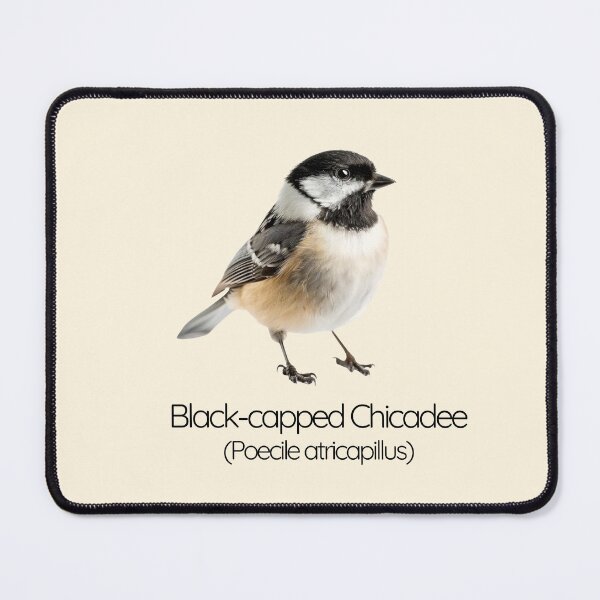 Item preview, Black-capped Chickadee | The Curious Acrobat of the Forest designed and sold by The Digital Compass.