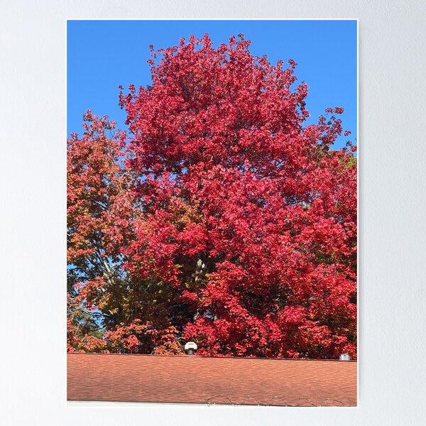 Item preview, Autumn Red designed and sold by 66momenta.
