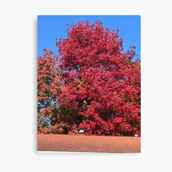 Item preview, Autumn Red designed and sold by 66momenta.