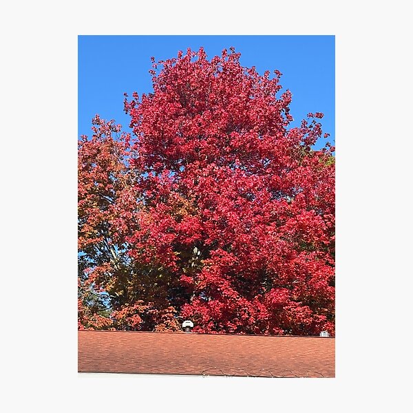 Item preview, Autumn Red designed and sold by 66momenta.