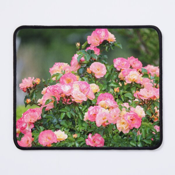 Item preview, Pink And Peach Roses designed and sold by Cynthia48.