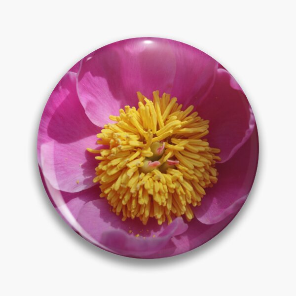 Item preview, Chinese Peony With Textured Background designed and sold by BostonArcImage.