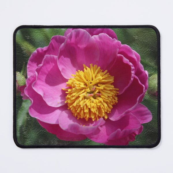 Item preview, Chinese Peony With Textured Background designed and sold by BostonArcImage.