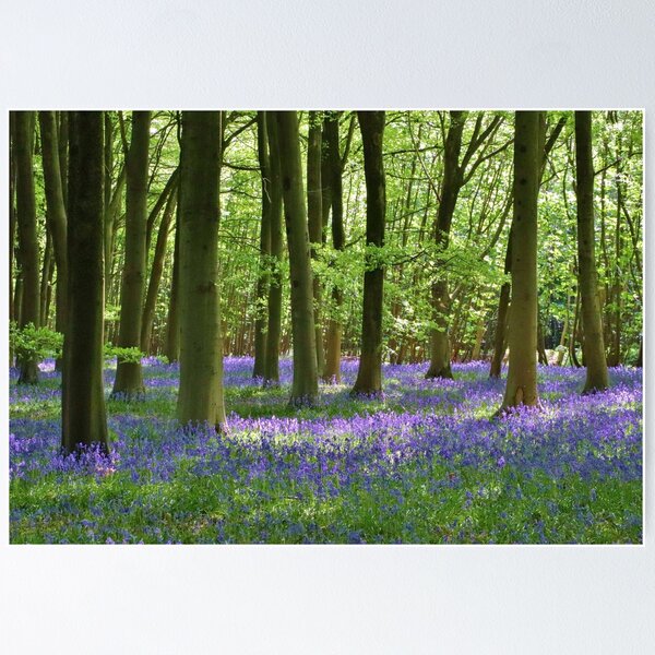 Item preview, Cotswold Bluebell Wood designed and sold by Susan Snow Photography and Design.