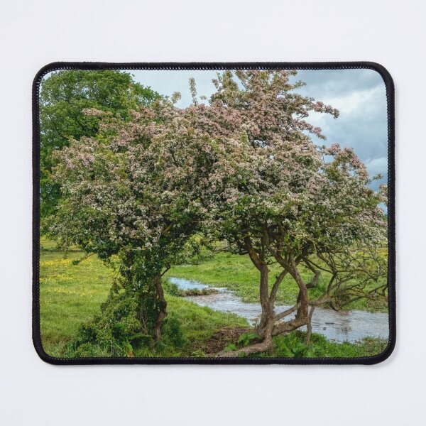 Item preview, trees along the river Bain designed and sold by EcDigitalPhoto.