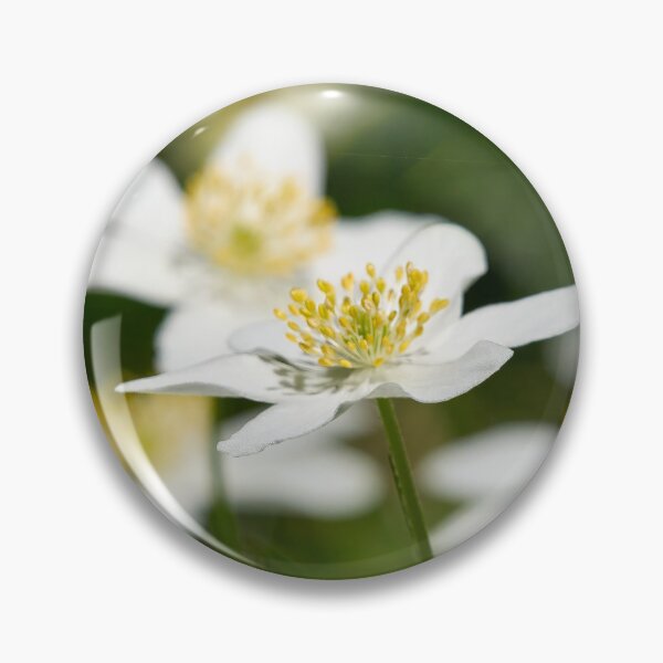 Item preview, Windflowers. Wood anemone designed and sold by Jouko Lehto Photography.