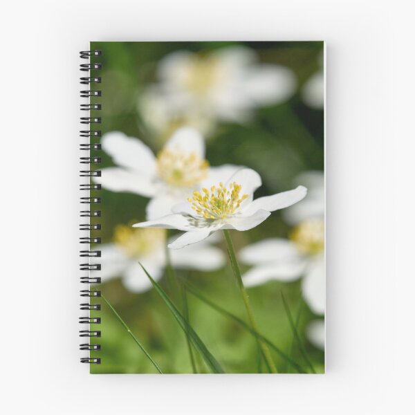 Item preview, Windflowers. Wood anemone designed and sold by Jouko Lehto Photography.