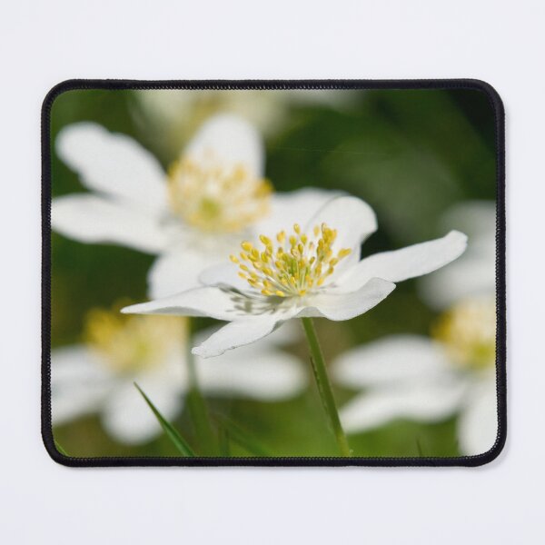 Item preview, Windflowers. Wood anemone designed and sold by Jouko Lehto Photography.