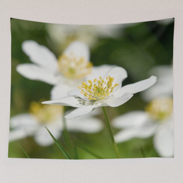 Item preview, Windflowers. Wood anemone designed and sold by Jouko Lehto Photography.