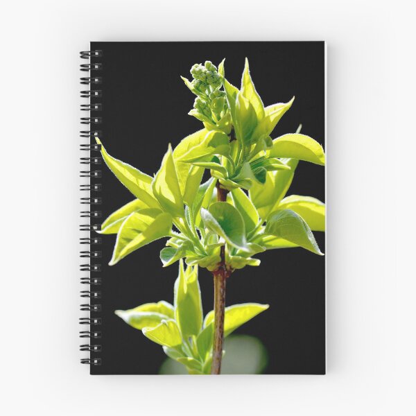 Item preview, White Lilac artistically portrayed designed and sold by Frank  Irwin.