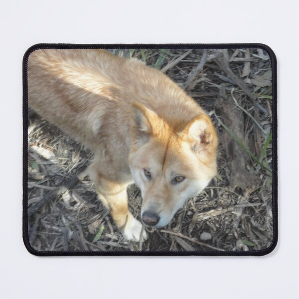 Item preview, Dingo designed and sold by Kymbo.