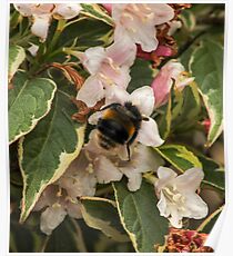 Bumble in the Flowers Poster
