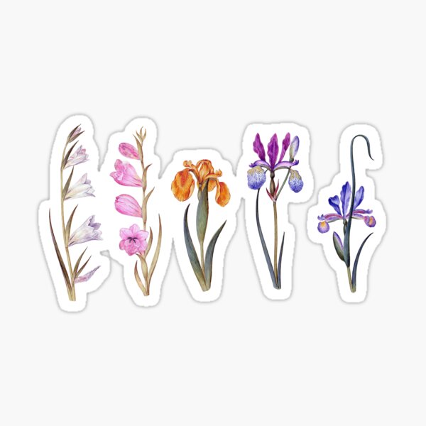 Aperçu de l'œuvre Illustration botanique vintage – Glaïeul et iris créée et vendue par RGB-crayon.