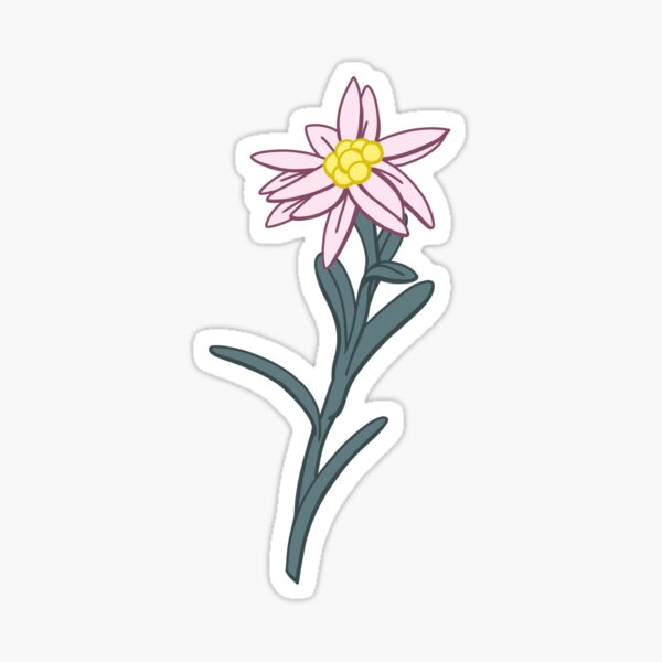 Edelweiss, a colorful mountain flower - Germany Glossy Sticker