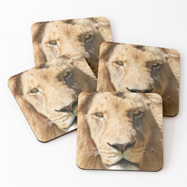 Item preview, Focused Male Lion designed and sold by rawshutterbug.
