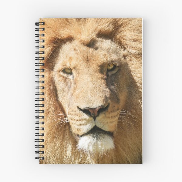 Item preview, Focused Male Lion designed and sold by rawshutterbug.