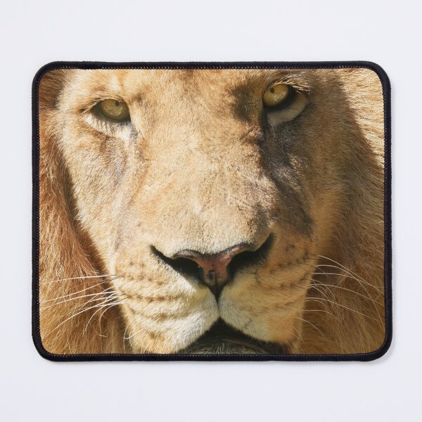 Item preview, Focused Male Lion designed and sold by rawshutterbug.