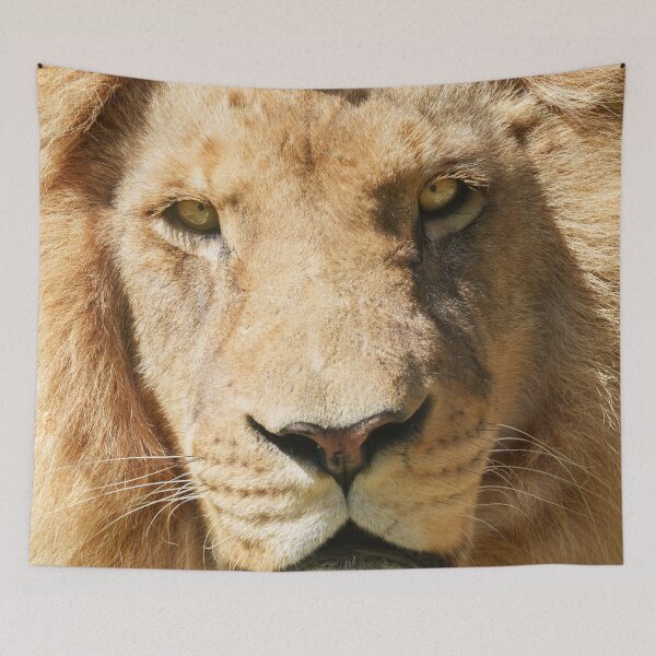 Item preview, Focused Male Lion designed and sold by rawshutterbug.