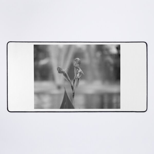 Item preview, Canna Lily Flower Black And White  designed and sold by MercerImages.