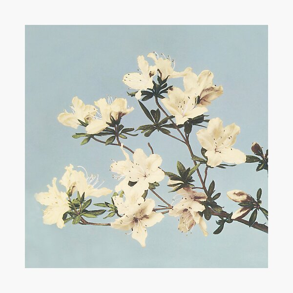 Item preview, Delicate Flowering Branch – Nature’s Elegant Spring Blossom designed and sold by FUNART - Stan Lockeham.