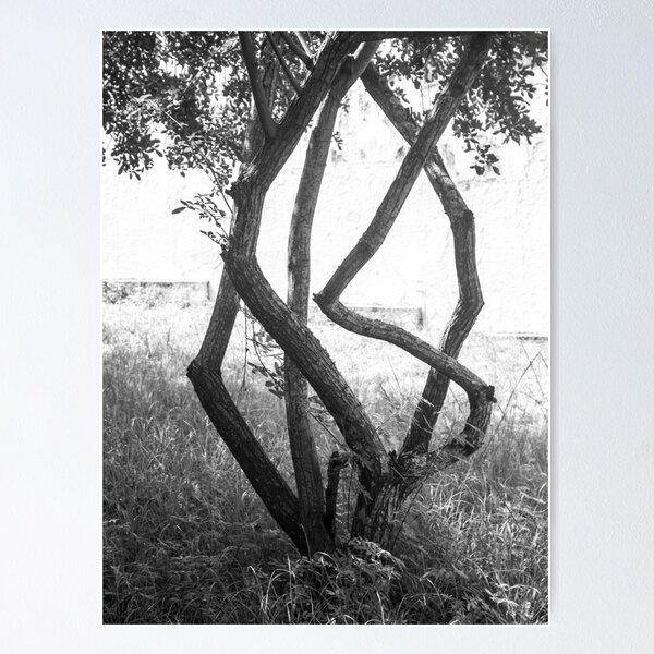 Item preview, tree with twisted branches in black and white designed and sold by felipequeiroz.