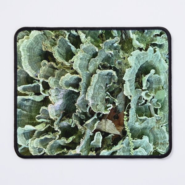 Item preview, Tree fungus Bjerkandera adusta designed and sold by Magnificent Mushrooms.