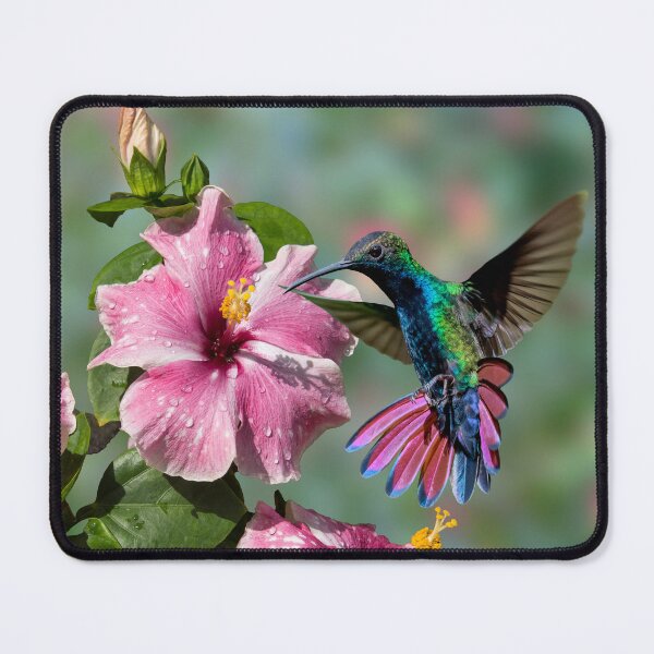 Item preview, Sipping nectar - Hummingbird and hibiscus designed and sold by Rachel Lee Young - Land of the Hummingbird.