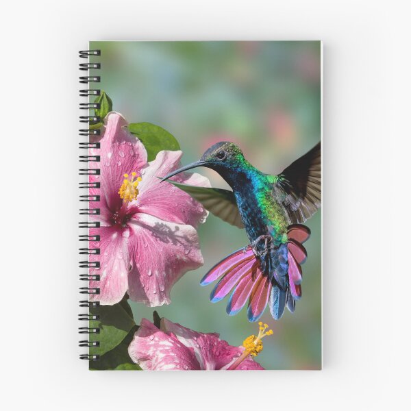 Item preview, Sipping nectar - Hummingbird and hibiscus designed and sold by Rachel Lee Young - Land of the Hummingbird.