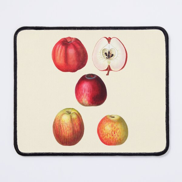 Item preview, Vintage Botanical Apple Illustration – Malus Communis Print designed and sold by Counter Signal.