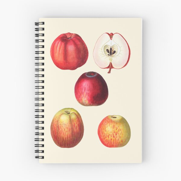 Item preview, Vintage Botanical Apple Illustration – Malus Communis Print designed and sold by Counter Signal.