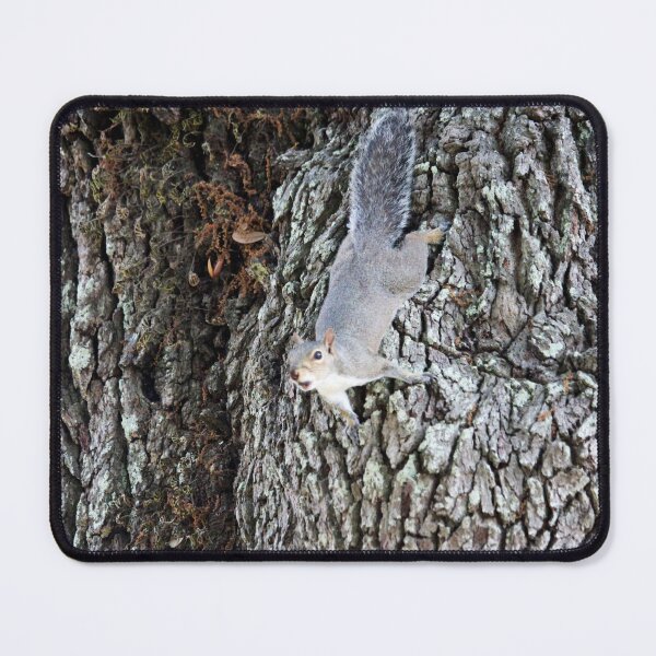 Item preview, Squirrel Climbing Down designed and sold by Cynthia48.