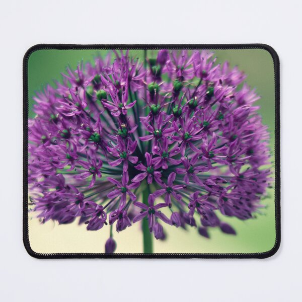 Item preview, Allium designed and sold by ElderIslesPress.