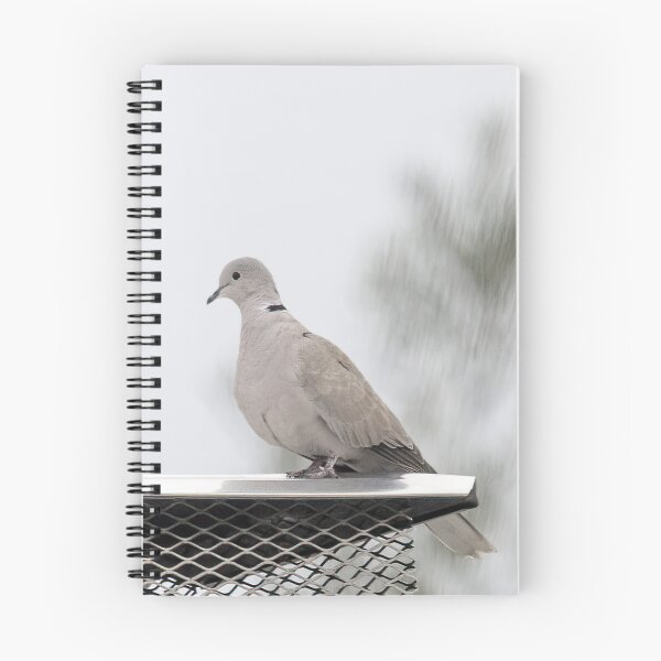 Item preview, Eurasian Collared Dove designed and sold by CarolM.
