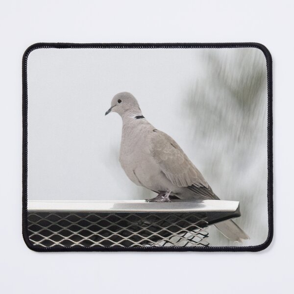Item preview, Eurasian Collared Dove designed and sold by CarolM.