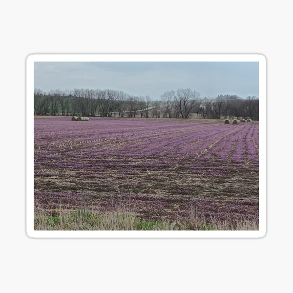 Item preview, Field of Milk Thistle designed and sold by Lady Raven Photos.