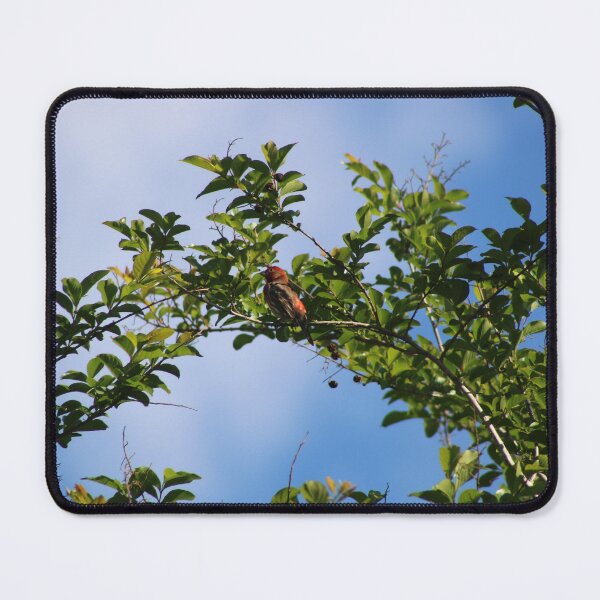 Item preview, Archway to birds designed and sold by Birdgirlcreates.